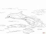Coloring Pages Dolphins Beaked Common Long Skip Main Printable sketch template
