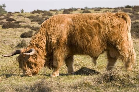 breeding  blog highland cattle good  bad  breeding