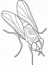 Owady Kolorowanki Insekten Wydrukowania Pokolorowania Insetti Cartonionline sketch template