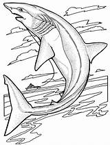 Shark Bestcoloringpagesforkids sketch template