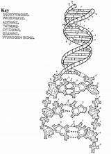 Dna Replication Transcription Biology Colouring Genetics Nucleic Homeschool sketch template