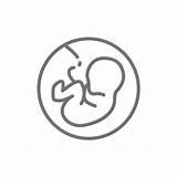 Feto Clip Iconos Fetus Embryo Línea útero Embrión Bebé Womb Vectores sketch template