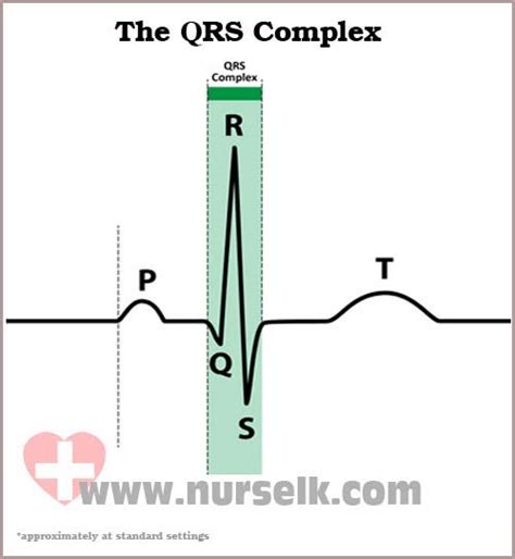 read  electrocardiogram ecg part   qrs complex nurselkcom
