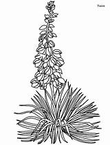 Yucca Coloring Pages Flower Flowers Izote Drawing Clipart Lily Coloringpagebook Printable Creative Gif Clipground Advertisement Choose Board Popular sketch template