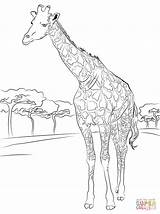 Coloring Giraffe Pages Printable Drawing Hard Kids Giraffes Older Print Mammals Girrafe Color Beautiful Sheet Paper sketch template