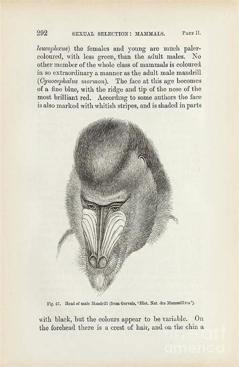 Darwin On Sexual Selection In Primates Photograph By Library Of