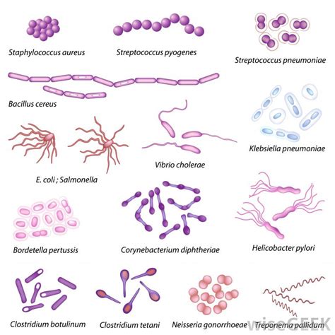 structural characteristics  bacteria