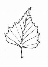 Zeichnung Birke Birkenblatt Baum Blätter Zeichnen Ausmalen Skizzen Blatt Betula Abbildungen Gitarren Tinte Laubbaum Auswählen Ausmalbilder sketch template