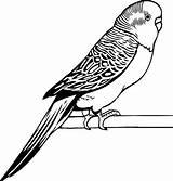 Parakeet Coloring Drawing Drawings Pages Budgie Awesome Bird Kids Color Outline Print Coloringsun Parrot Simple Template Sketch Easy Choose Board sketch template