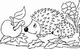 Igel Ausmalbild Hedgehog sketch template