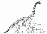 Brachiosaurus Coloring Braquiossauro Elefante Dinosaurs Jurassic sketch template
