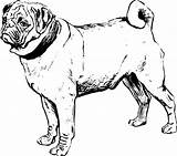 Pug Coloring Drawing Awesome Outline Dog Print Color Size Getdrawings sketch template