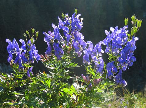 foto  hoher aufloesung rispiger eisenhut flora natur im austria