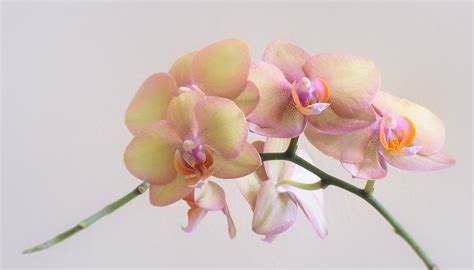 american roots photography peach   orchid