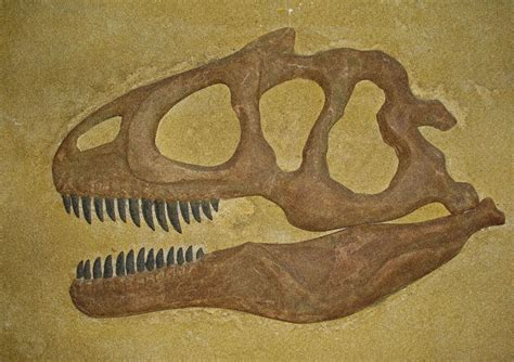 allosaurus schaedel fossilienatrappe gips allosaurus von wolfgang