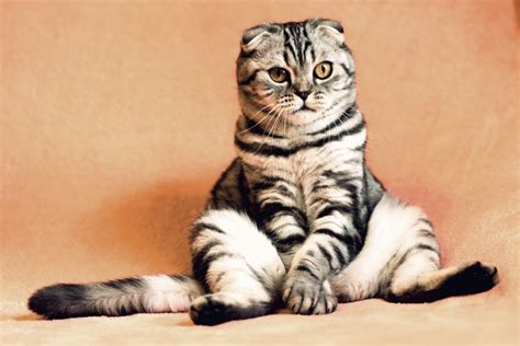 top  cutest cat breeds   world  pet territory
