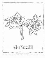 Coloring Flower Pages Daffodils Printable Wonderweirded Wildlife Sheets Daffodil sketch template