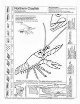 Coloring Crayfish Crawfish Science Sheet Classroom Northern Cycle Worksheets Sheets Pages Experiments Kids Info Grade Tattoodonkey Activities Meea Classical Comments sketch template