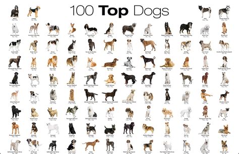 favorite dog breeds     dog breeds alphabetical order