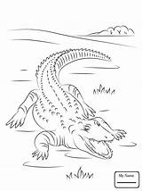 Crocodile Coloring Nile Pages Drawing Colorings Cute Cartoon Getdrawings Crocodiles Getcolorings Printable sketch template