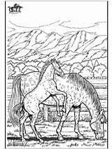 Pferde Coloring Malvorlagen Pferd Ausdrucken Fohlen Cavalli Caballo Cheval Colorare Paard Erwachsene Kostenlos Cavalos Cavallo Caballos Malvorlagenkostenlos Reiter Wildpferde Paarden sketch template