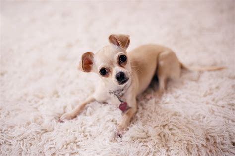 chihuahua terrier mix breed guide top facts animal corner