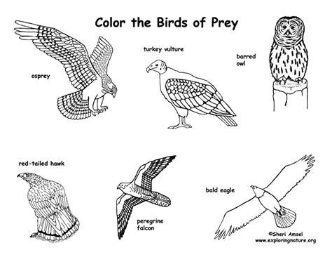 birds  prey coloring nature