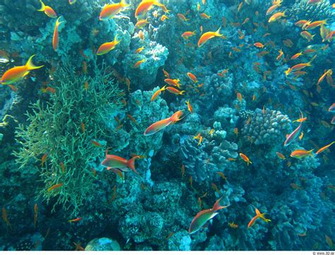 poze mare animal   alge colorat peste coral recif de