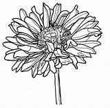 Drawing Flowers Line Zinnia Drawings Coloring Dahlia Flower Pages Clipart Bestcoloringpagesforkids Single Yahoo Clipartmag Kids Counseling Search Visit Choose Board sketch template