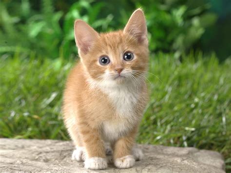 cute  kitten cats photo  fanpop