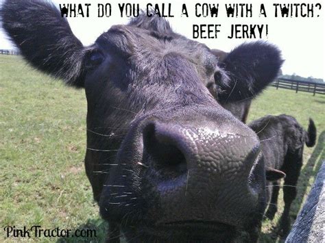 86 Best Images About Moo On Pinterest Show Steers