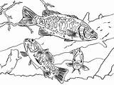 Bass Coloring Pages Fish Smallmouth Boat Drawing Bluegill Color Trout Place Printable Getcolorings Getdrawings Catching Print Tocolor sketch template