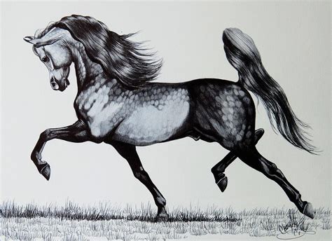 spirited arabian horse drawing  cheryl poland