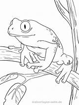 Frosch Ausmalbilder Malvorlagen Ausmalbild Ausmalen Pflanzen Igel Einfach öffnet Bildes Durch Frog sketch template