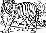 Tiger Coloring Pencil Drawing Template sketch template