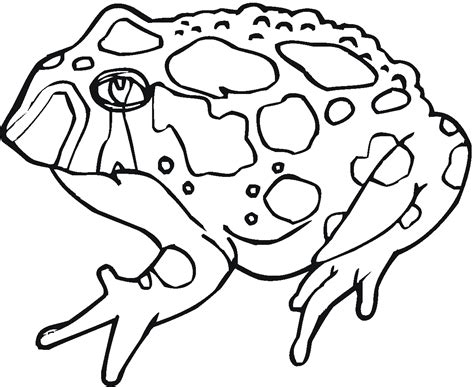 cute toad coloring pages  print   cute toad