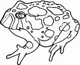 Toad Coloring Pages Printable Print Cute Library Clipart Kids sketch template