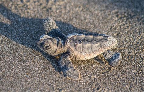 loggerhead sea turtles nature walks  judy