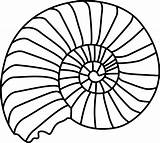 Drawing Seashell Line Shell Drawings Paintingvalley Spiral sketch template