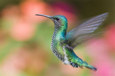 hummingbird offers  fantastic opportunity   seo strategy