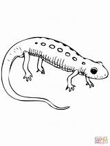 Newt Spotted Salamander Amphibian Supercoloring Tritone Tritons Cartoon sketch template