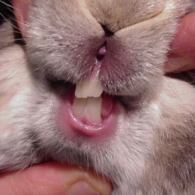 check  rabbits teeth bishops stortford vets