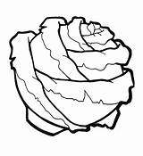 Cabbage sketch template