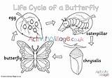 Butterfly Colouring Cycle Life Pages Village Activity Explore Activityvillage sketch template