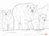 Polar Bear Coloring Pages Animals Cub Endangered Drawing Bears Cubs Two Printable Color Kids Getdrawings Print sketch template