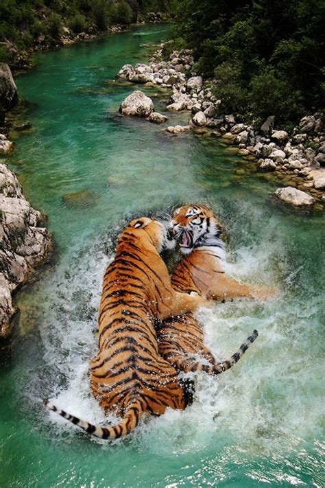 Tiger Sex Is Angry Imgur