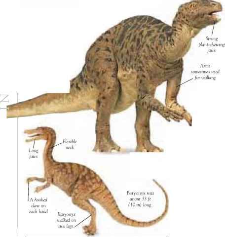 types  dinosaur dinosaur anatomy prehistoric life