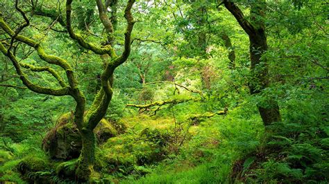 ancient woodland british habitats woodland trust