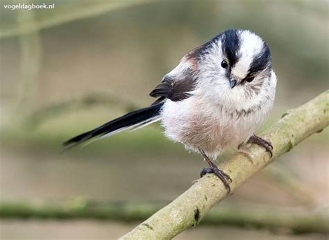 foto vogelbescherming nederland beautiful birds animals birds