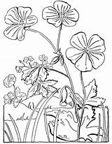 Coloring Geranium Wild Pages Flowers Adult Floral Color Geraniums Click Popular sketch template